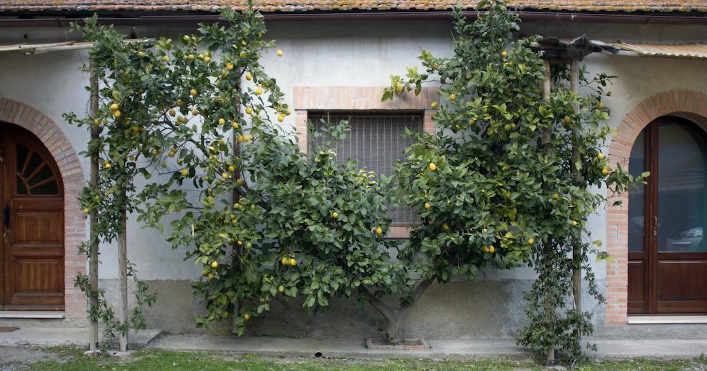 Agriturismo Monte Alzato 까팔비오 객실 사진