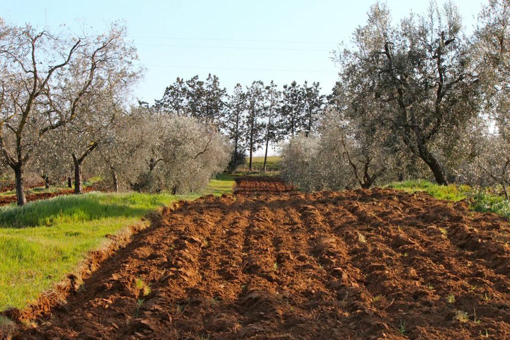 Agriturismo Monte Alzato 까팔비오 외부 사진